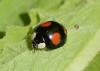 Harmonia axyridis